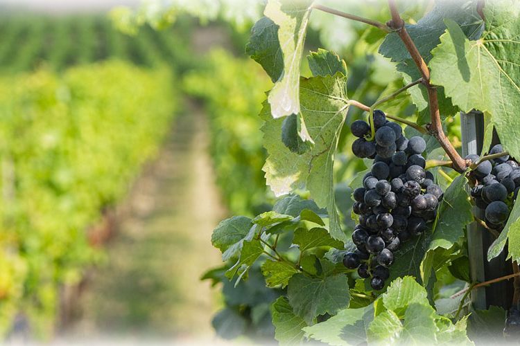 eksproprisani voćnjak